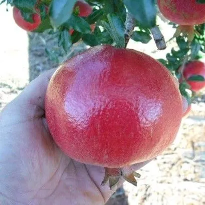 thumbnail for publication: The Pomegranate